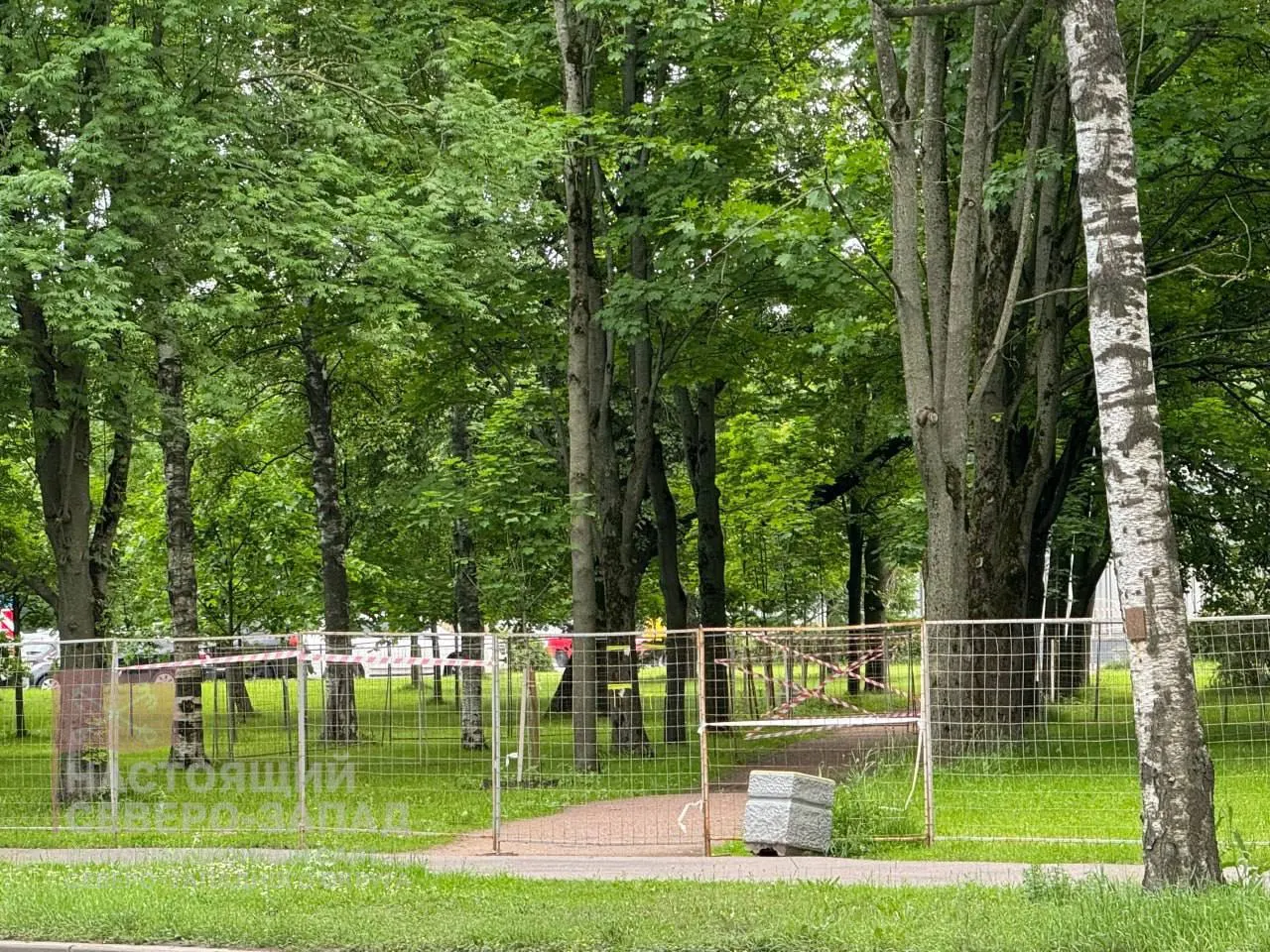 В Стародеревенском сквере на улице Савушкина начали вырубку зрелых деревьев и кустарников. Местные считают, что работы напоминают освоение бюджета, а не благоустройство.