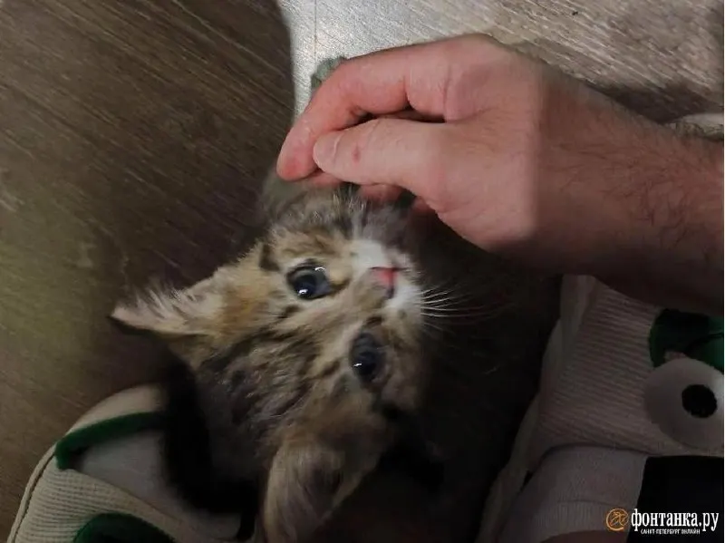 Котёнка, вырвавшегося на дорогу на Невском проспекте, поймали прохожие и водитель троллейбуса. Животное отвезли в ветклинику, малышка пока при новой хозяйке.