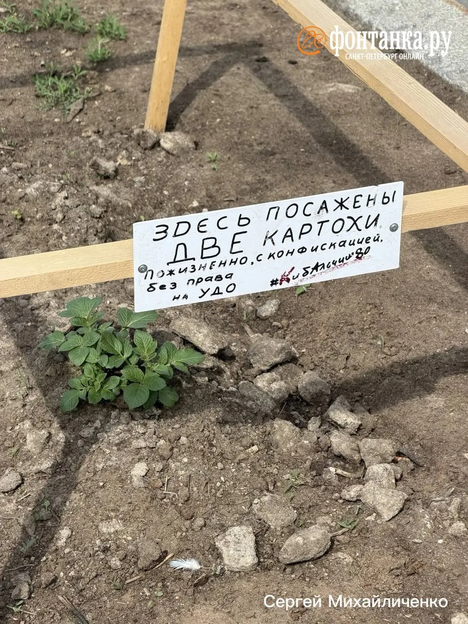 У одного из каналов в Санкт-Петербурге заметили самодельный забор вокруг посаженного куста картофеля и табличку с вызывающей формулировкой; автор акции неизвестен.