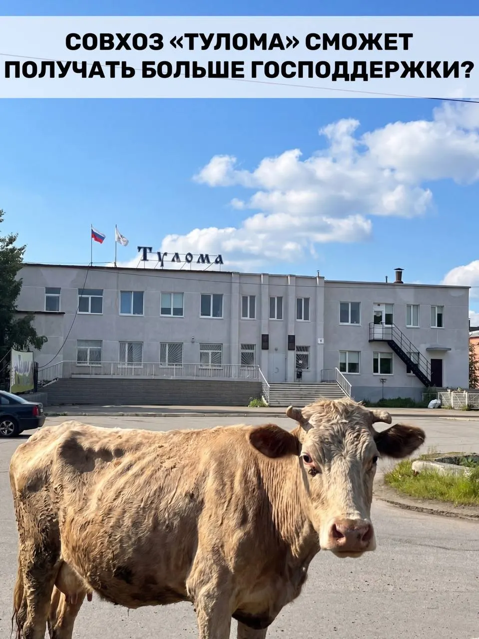 Федеральные правила субсидирования молочного животноводства изменили — теперь помощь могут получать хозяйства с долей государства свыше 25%. Для Мурманской области это актуально, но в ряде предприятий, в том числе в совхозе «Тулома», сохраняются серьёзные проблемы с кормами, долгами и выплатами сотрудникам.
