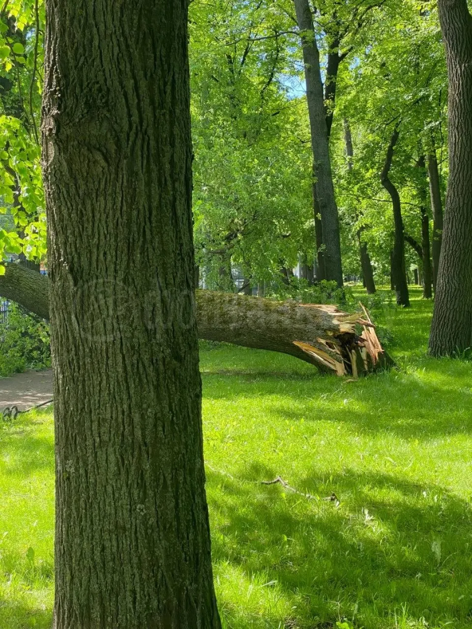 В Санкт-Петербурге в Таврическом саду дерево рухнуло на тротуар Кирочной улицы. По словам очевидца, городские службы уже убирают последствия.