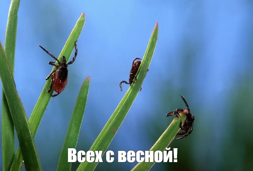 За сезон зарегистрировано около 43 тысяч обращений по поводу укусов клещей. Роспотребнадзор напоминает о необходимости применять репелленты, инсектоакарицидные средства и носить защитную одежду.