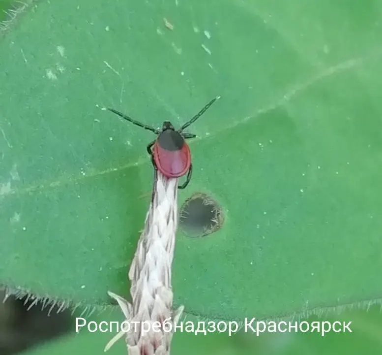 По данным Роспотребнадзора, свыше 43 тыс. человек пожаловались на укусы клещей; акарицидную обработку провели на более чем 46 тыс. га, а вакцинацию от клещевого энцефалита прошли более 2,2 млн человек.