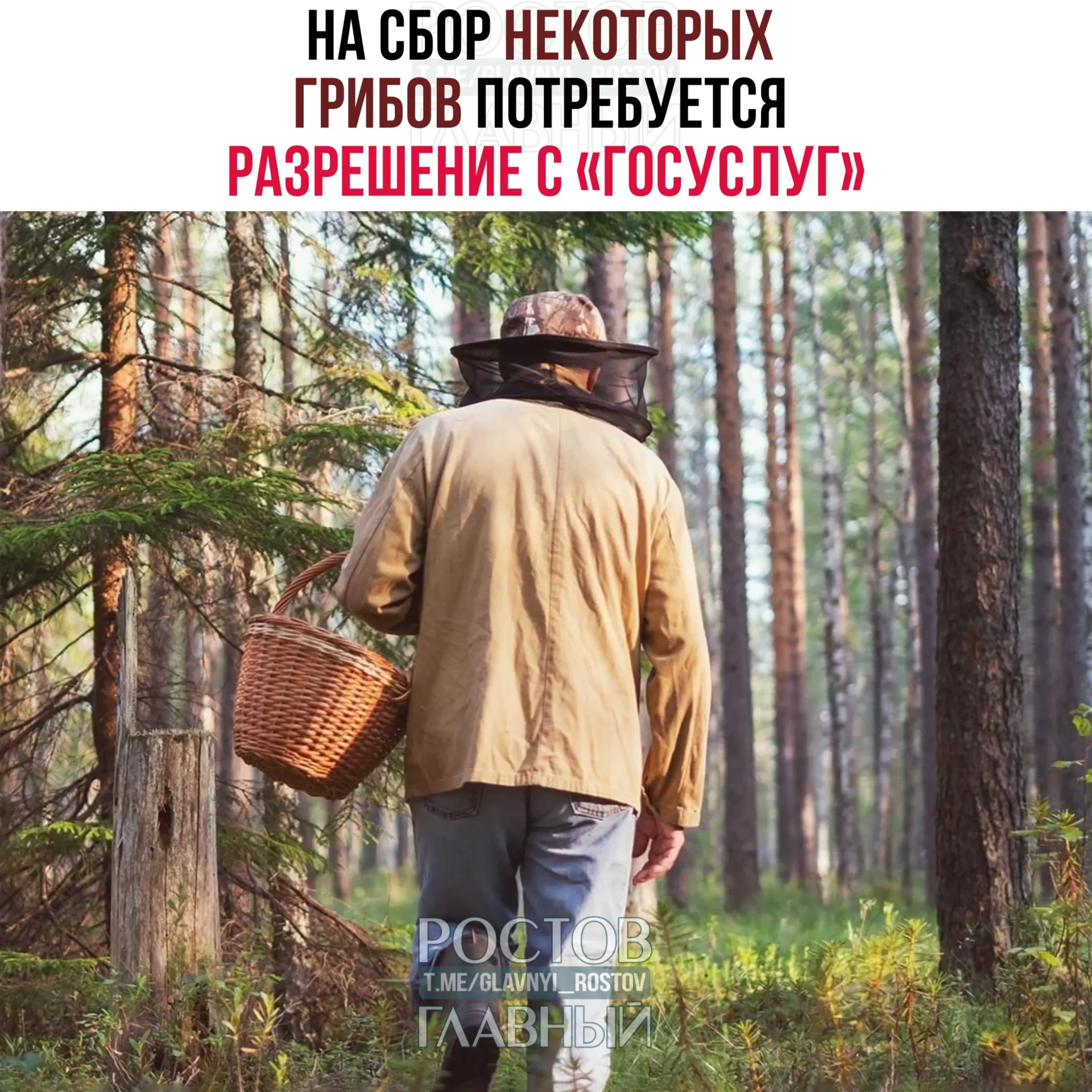 С 1 сентября 2027 года для сбора отдельных редких грибов потребуется разрешение на портале «Госуслуги». Заявки будут рассматривать до 15 дней, а за сбор краснокнижных видов без разрешения грозит уголовная ответственность.