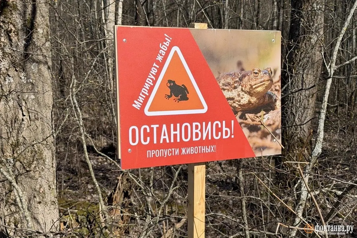 Волонтёры помогают жабам переправляться через дорогу к Глухому озеру, но дежурить круглосуточно они не могут. Проект звероперехода обещали три года назад, однако строительство не запланировано — потребуется установка труб и ограждений, а деньги и реконструкция дороги пока не предусмотрены.