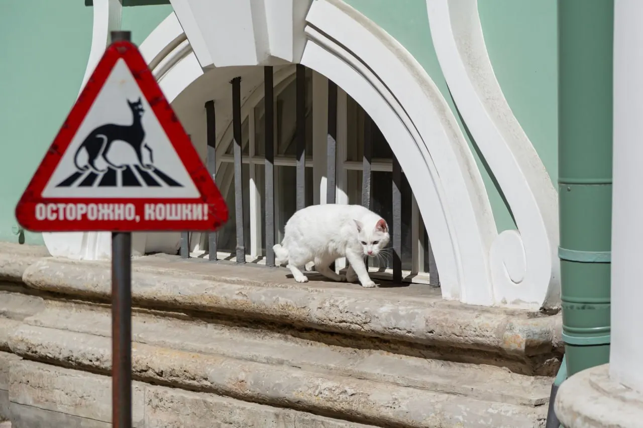 В Эрмитаже отмечают День кота: для посетителей подготовили мастер‑классы, викторины, конкурс и выставку рисунков. «Кошкин дом» будет открыт 30 и 31 мая.