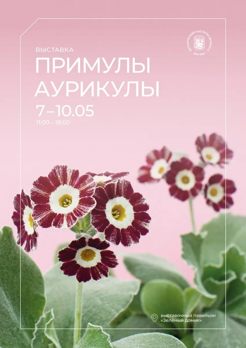 Выставка «Примулы аурикулы» работает до 10 мая. Фестиваль тюльпанов на Елагином острове пройдёт в выходные 16–17 и 23–24 мая: в программе цветники, продажа сувениров, музыкальная сцена и шоу мастеров.