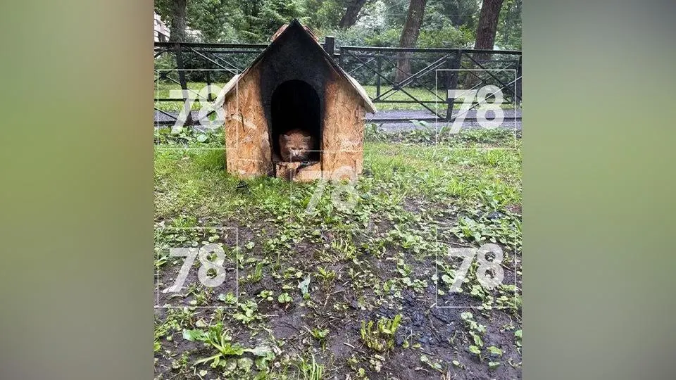 Ночью на улице Фрунзе пенсионерка подожгла укрытие для бездомных кошек. Пожар быстро потушили, ущерб — около 5,5 тысячи рублей. Женщину задержали через два дня, ей грозит до пяти лет лишения свободы.
