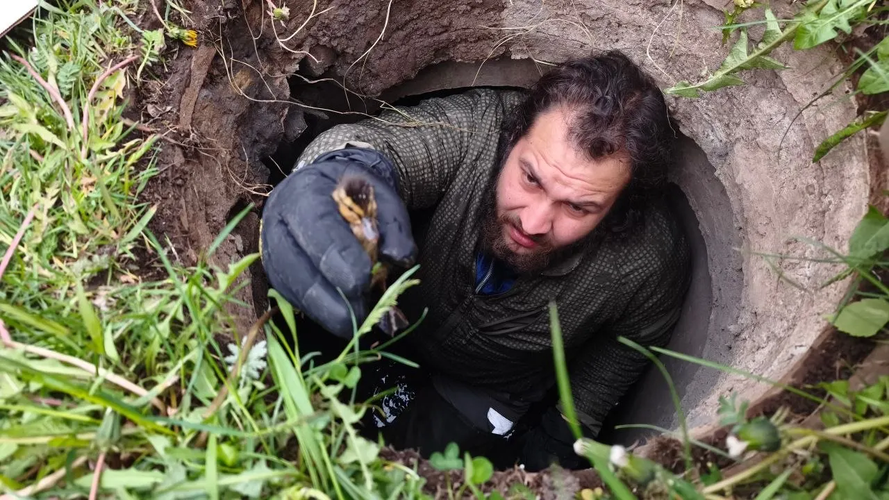 Во время перехода к пруду один из утят упал в сливное отверстие колодца; питомца достали волонтёры и передали в центр помощи диким животным.