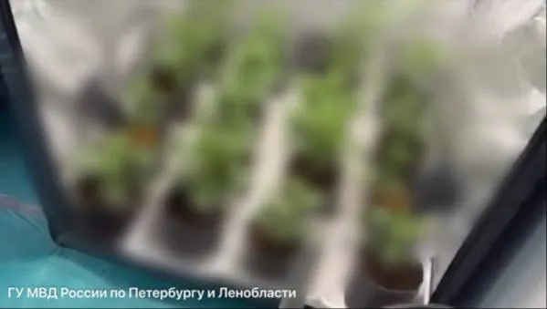 28-летний мужчина арендовал несколько квартир для выращивания конопли; полицейские изъяли более 10,6 кг готовой и сырой продукции, а также оборудование, возбуждено уголовное дело.