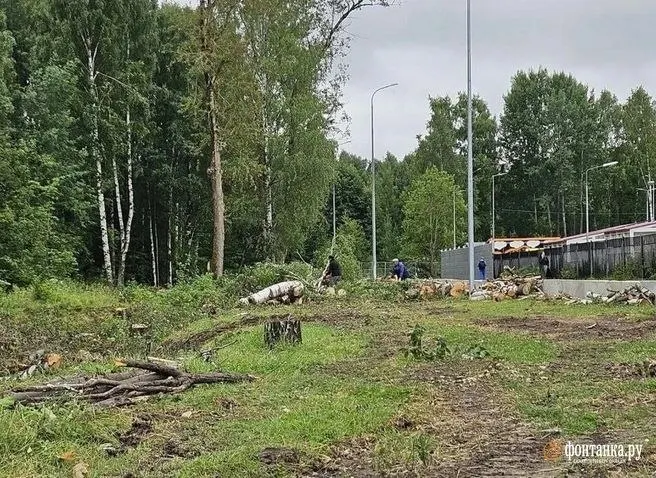 Вдоль западной границы парка Сосновка на Лиственной спилили десятки деревьев. Работы оформлены в реестре порубочных билетов в марте 2026 года; в документе не указано общее количество насаждений. Официальной публичной информации для жителей пока нет.