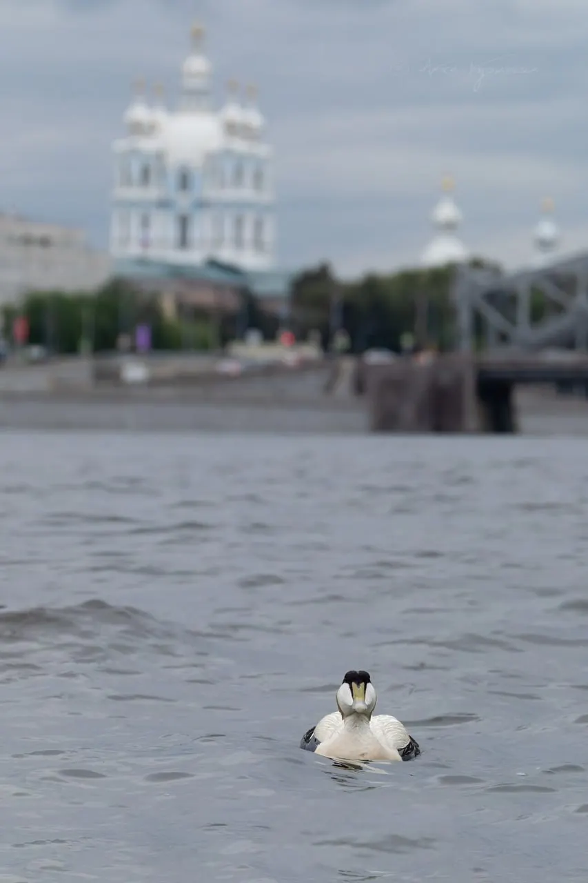 На Неве заметили гагу — морскую птицу арктических берегов. Такие наблюдения в Петербурге редки: гаги чаще пролетают весной и осенью, а небольшие гнездовые группы встречаются в Финском заливе и Кургальском заказнике.