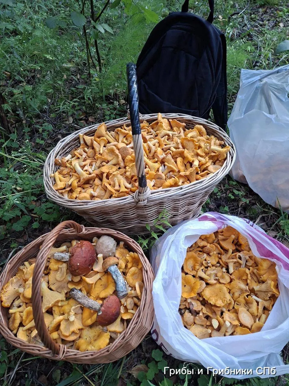 В Выборгском, Приозерском и Всеволожском районах и под Ольгино отмечают богатый урожай лисичек. Одновременно в лесах фиксируют случаи встреч с гадюками — будьте внимательны.