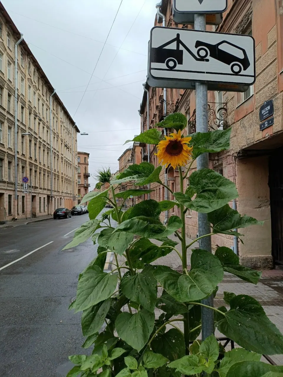 Яркие подсолнухи в Басковом переулке цветут уже пятый год подряд: несмотря на вандализм и неблагоприятные условия, три растения выжили и радуют прохожих.
