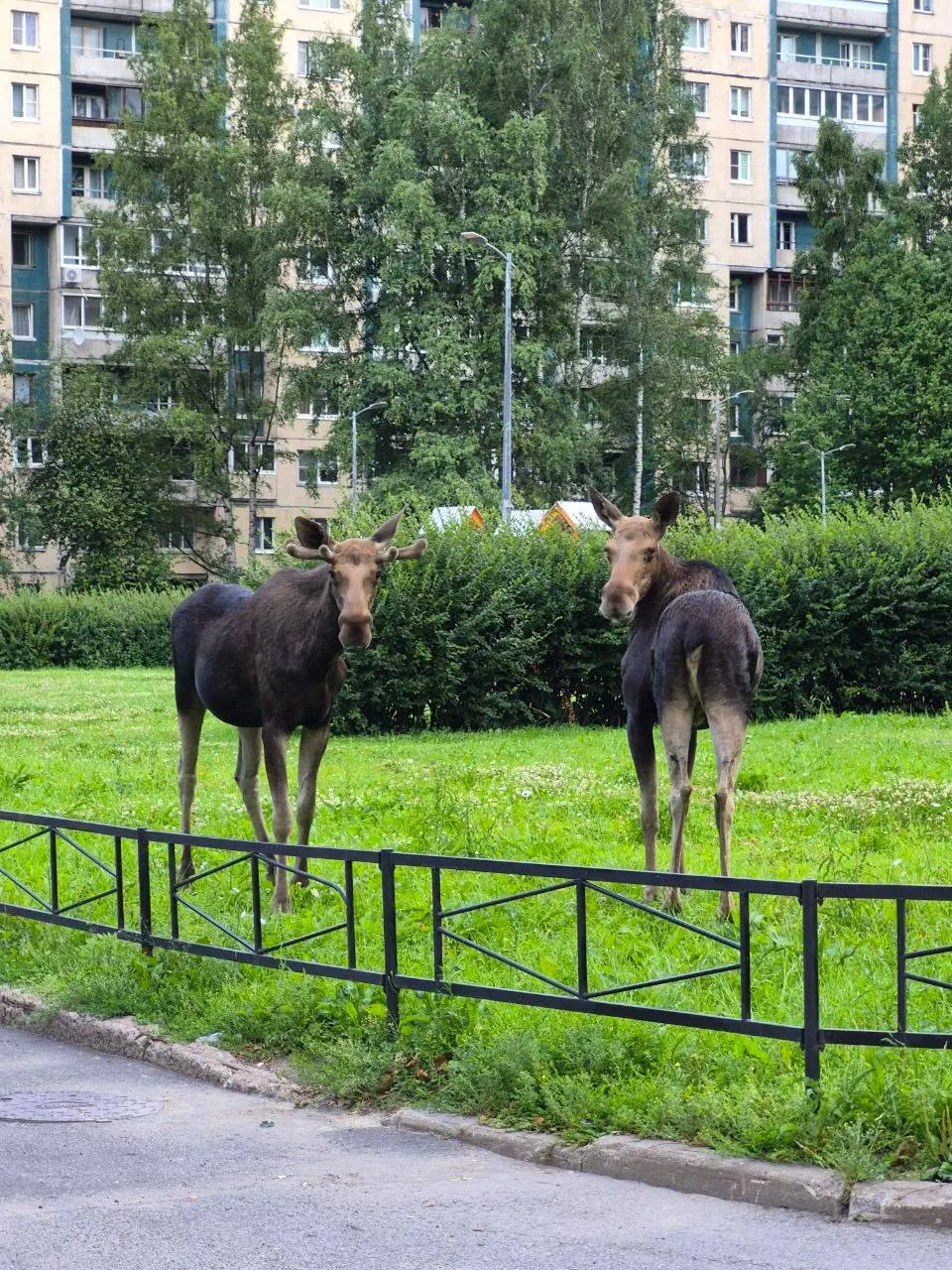 Двух лосей видели на проспекте Сизова и на Репищевой улице. В тёплое время года животные иногда заходят в город — их отлавливают и возвращают в лес.