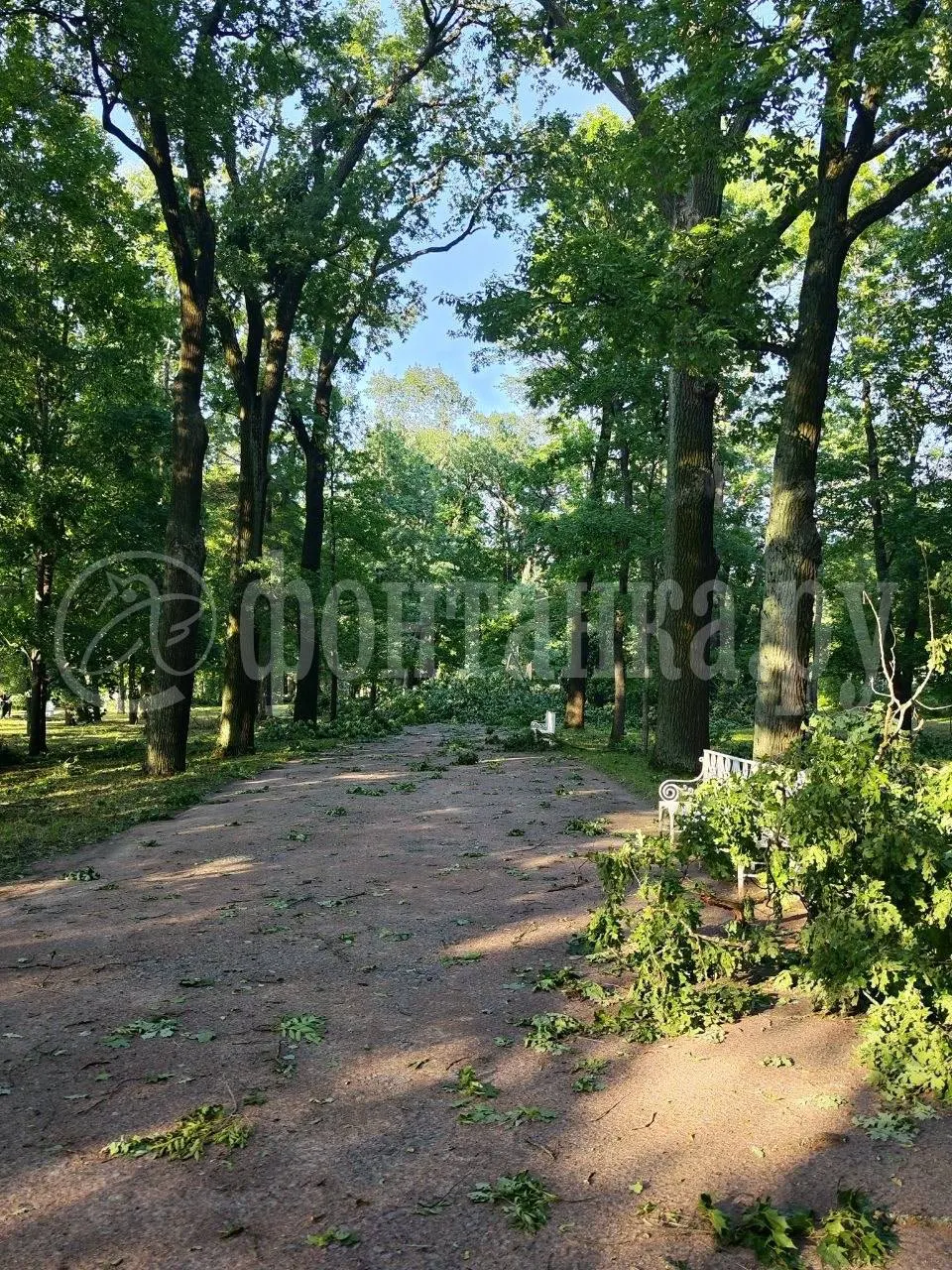 После разрушительного урагана Павловский парк будет закрыт — в музее‑заповеднике фиксируют масштабные повреждения вековых деревьев. В Ленобласти расчистили сотни поваленных деревьев, проезд по дорогам восстановлен, часть жителей вновь подключена к электросети.