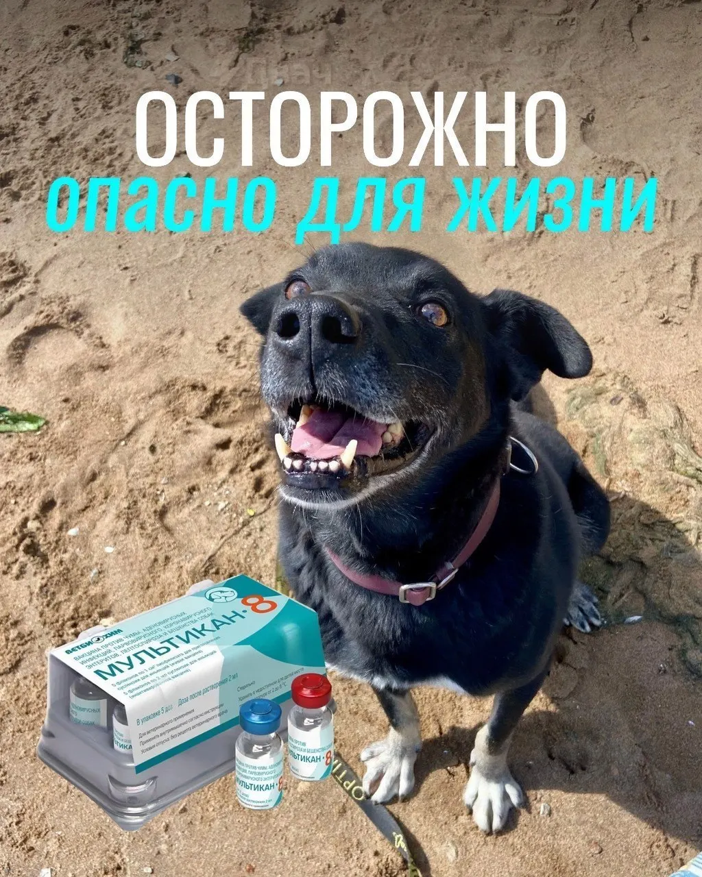 По словам владельцев, после прививки у животных развились тяжёлые осложнения; партия вакцины «Мультикан-8» изъята для проверки и изучения причин.