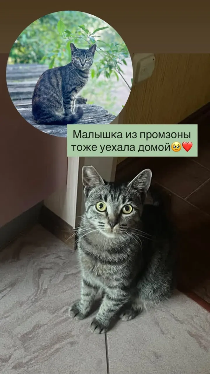 В промзоне на Софийской, 63, где с 1 августа должна начаться расчистка под новый ЖК, волонтёры вывезли более десяти кошек и четырёх котят. Свыше десяти «диких» животных по-прежнему остаются на территории.