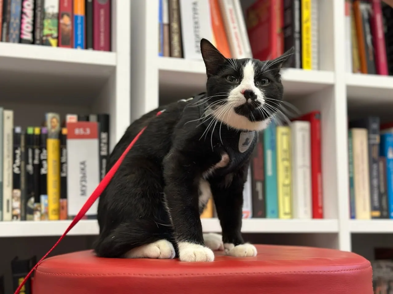 33 библиотеки города участвуют в акции «Книга за корм», которая пройдет с 10 по 23 августа. Петербуржцы могут принести корм в помощь приютам для кошек и собак.