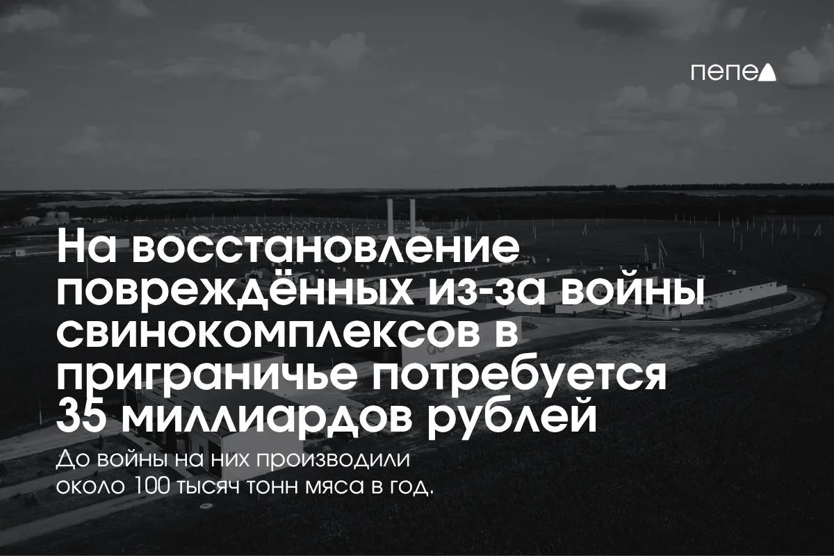 Оценка затрат на безопасность и возобновление производства: Белгородская область занимает значимую долю в выпуске свинины.