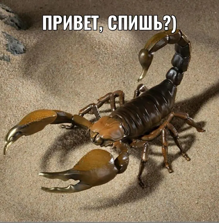 Жительница Санкт-Петербурга пострадала от укуса скорпиона во время мытья привезённых из Таиланда фруктов. Медицинское обследование не выявило интоксикацию, через несколько часов её отпустили домой.