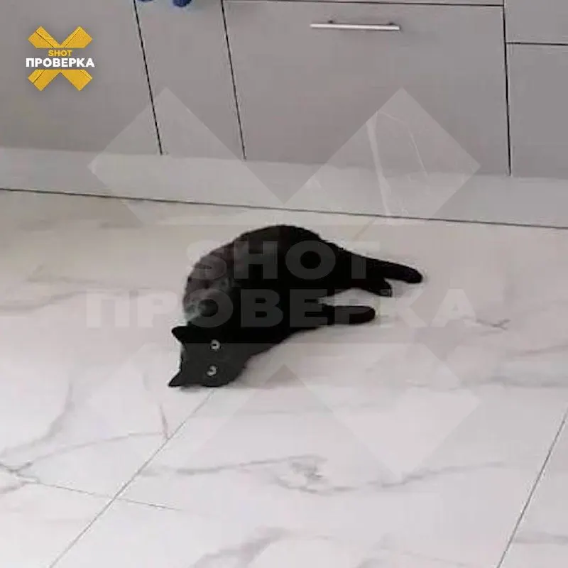 Стоимость оказанных услуг составила 65,6 тыс. рублей; заранее цена за отдельные процедуры не называлась; состояние кошки не улучшилось, её направили на повторный осмотр.