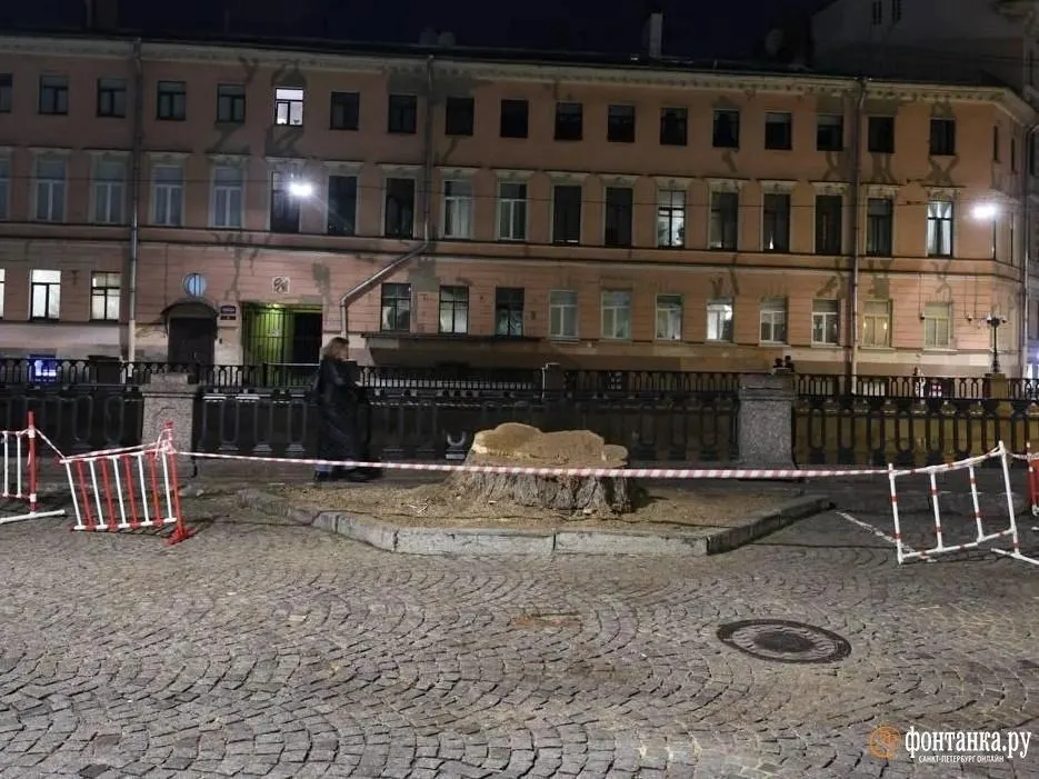 Дерево на набережной канала Грибоедова исчезло, оставив после себя пень и огороженную территорию. В сюжете популярной видеоигры дуб упоминается как часть локаций в городе, рядом с Казанским собором, Спасом на Крови и Банковским мостом.