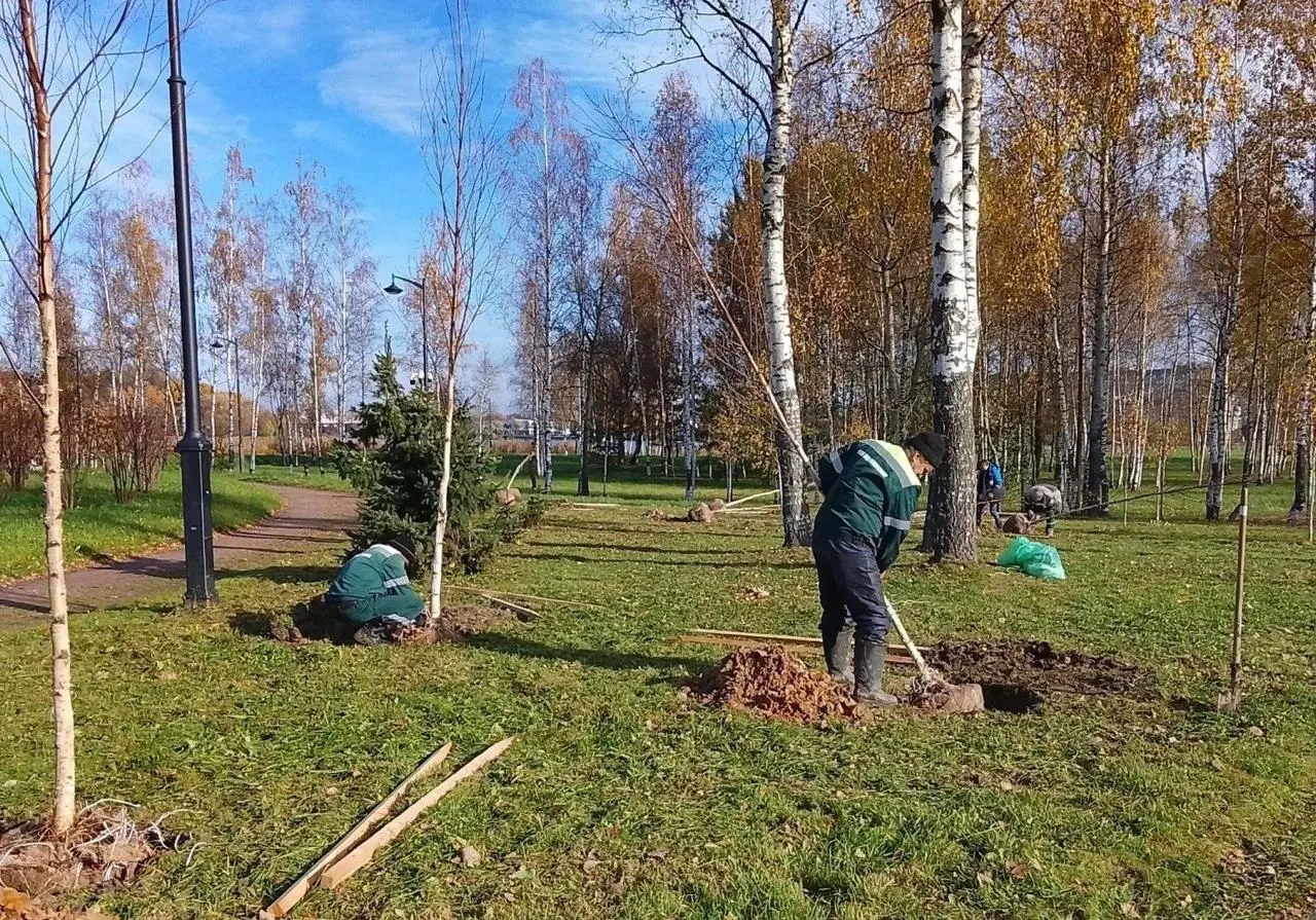 За неделю озеленили парки, скверы и улицы города: в Авиаторов посадили клёны, в Заневском парке — яблони, а новые деревья появились в нескольких районах и парках города.
