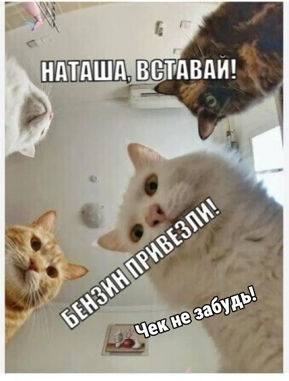 Бензин с пониженными экологическими требованиями продаётся на АЗС Санкт-Петербурга; как проверить класс топлива в чеке и как отправлять данные для карты продавцов.